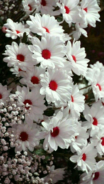 Merve