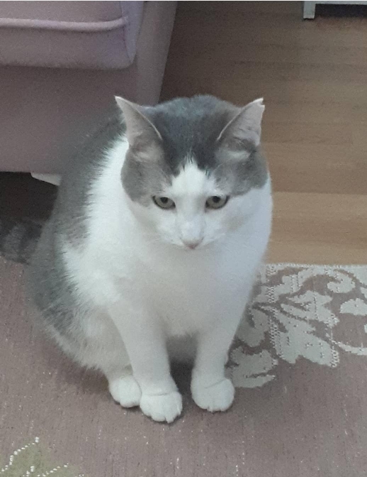 Fevzi