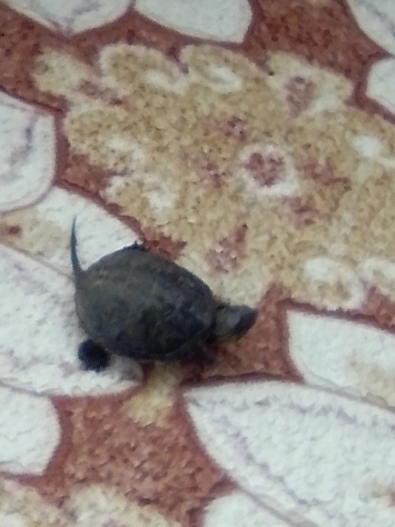 Enver