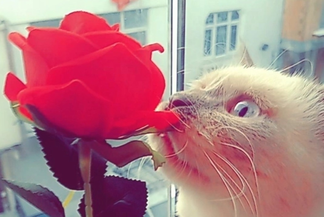 Öykü