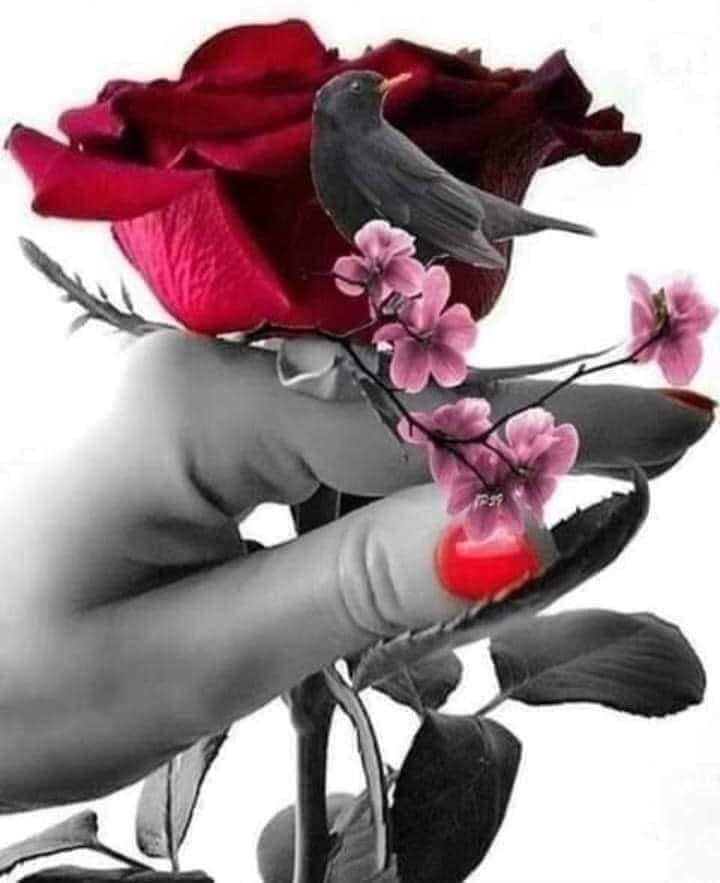 Orhan