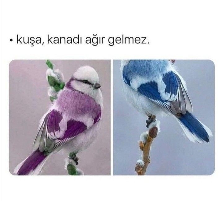 Hatice