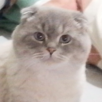 Muhtar