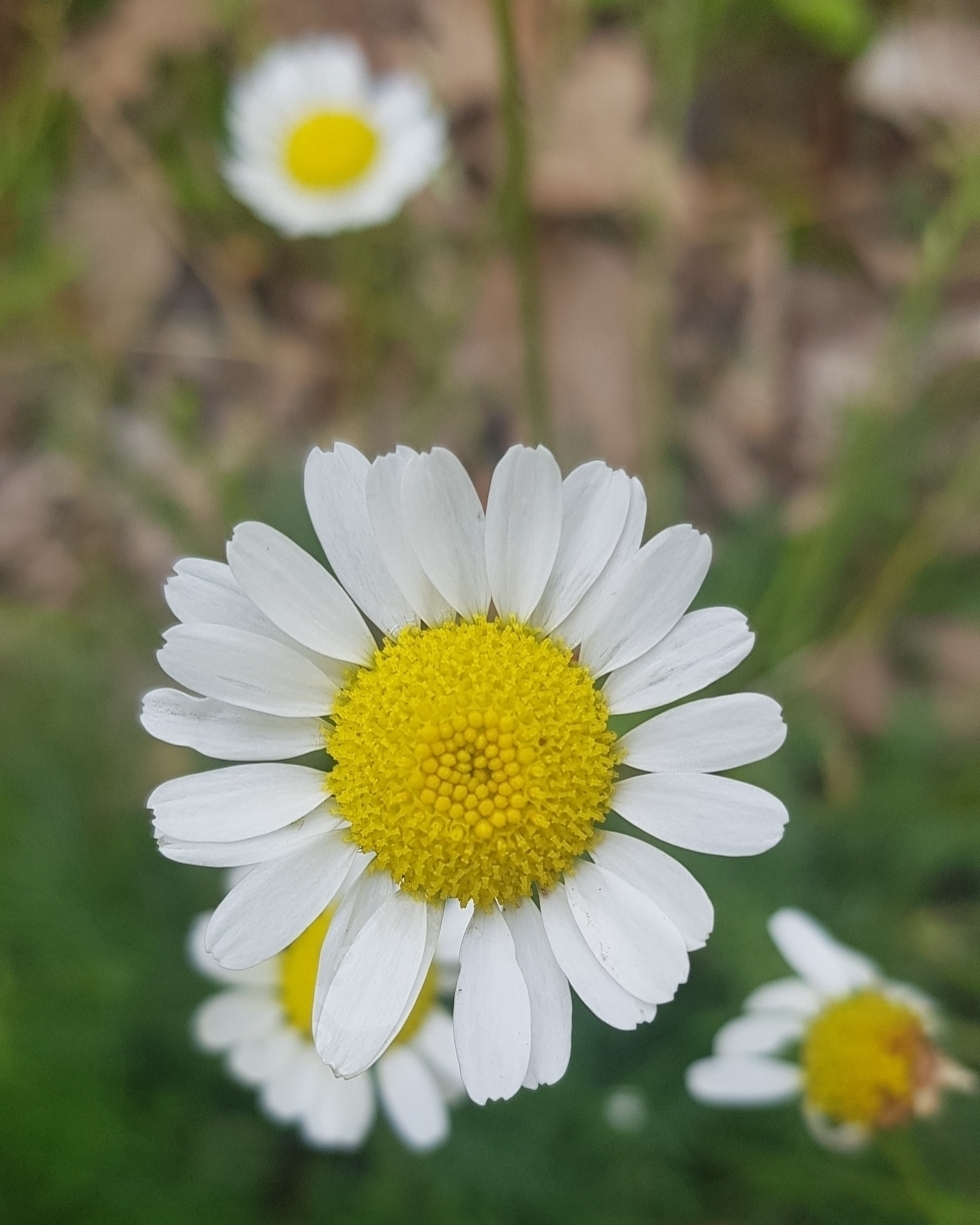 Nurgüzel