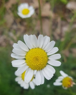Nurgüzel