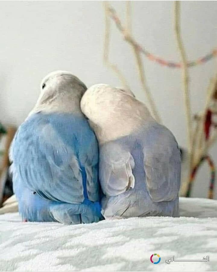 معاذ