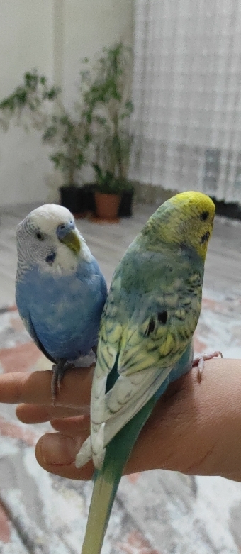 Çilek