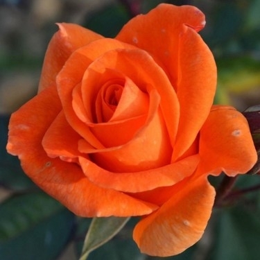 Sinem