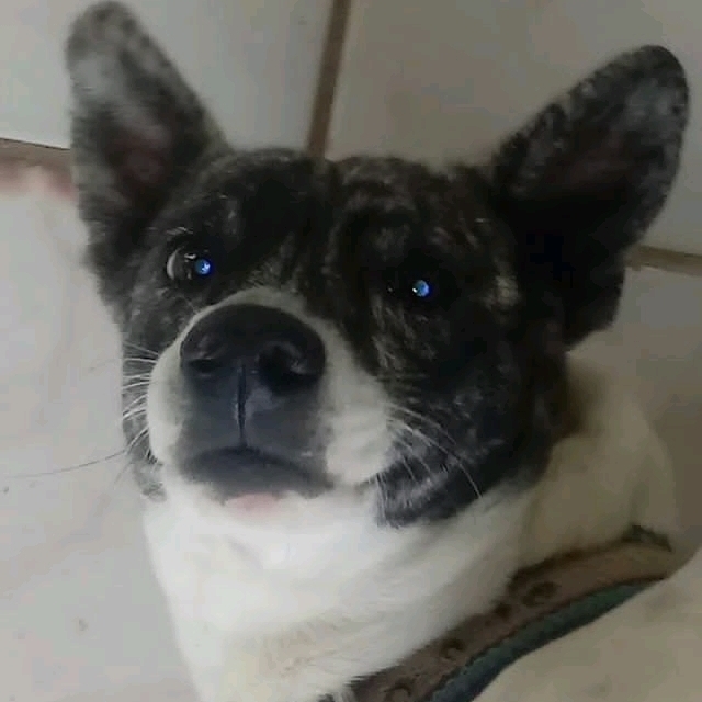 Murilo