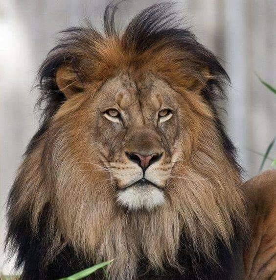 Ritesh