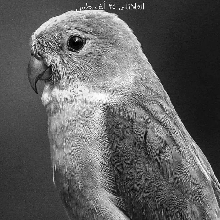 Aked
