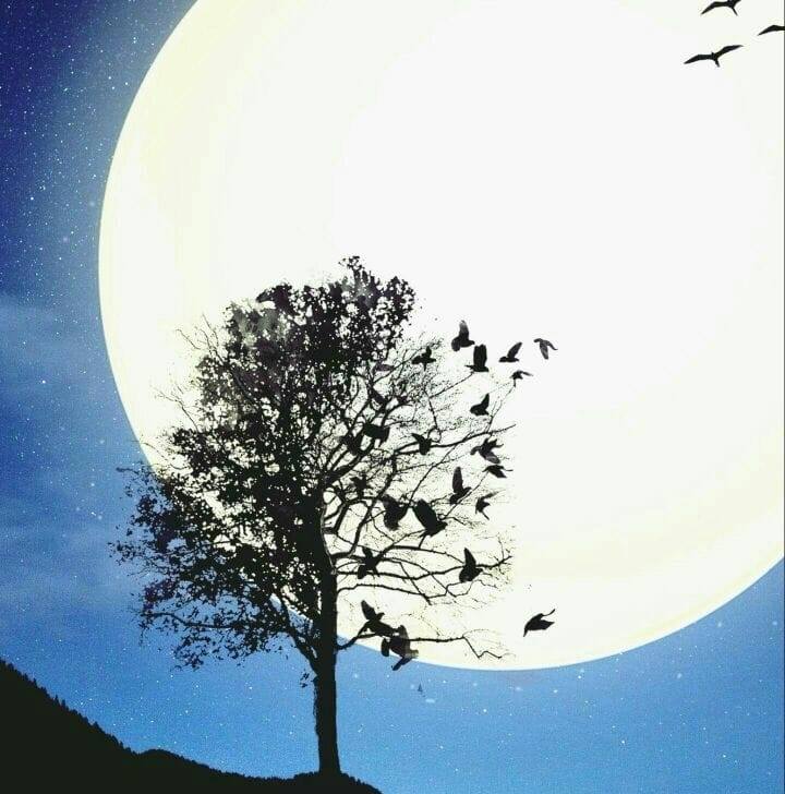 علي