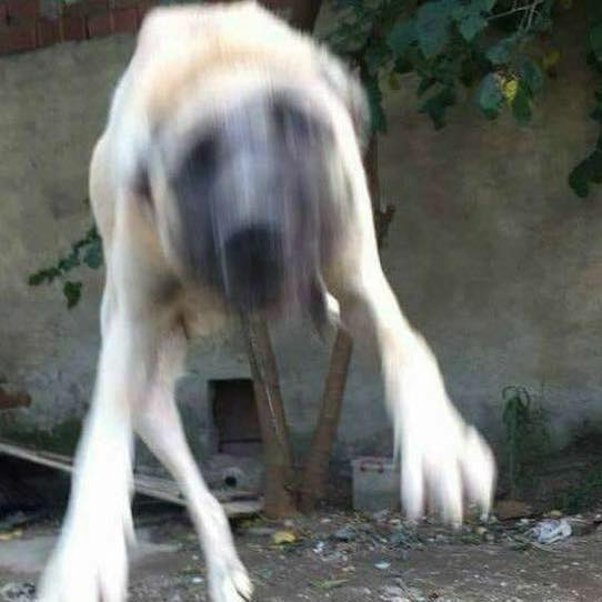 Ferit