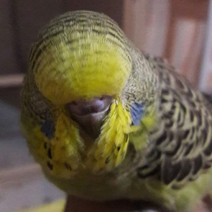 Fatih