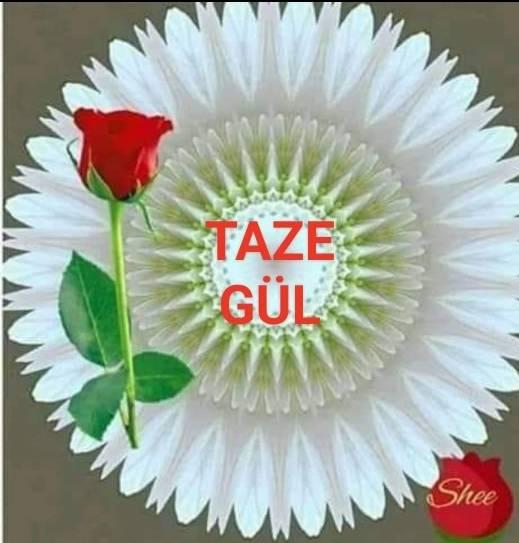 Taze