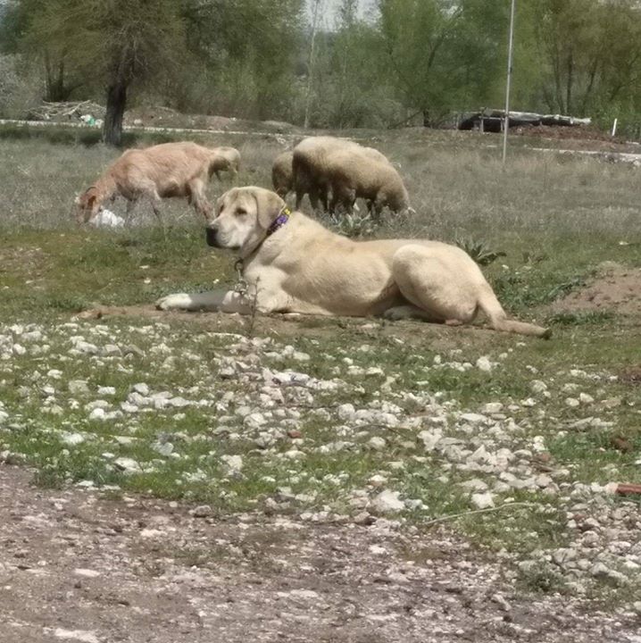 Anadolu