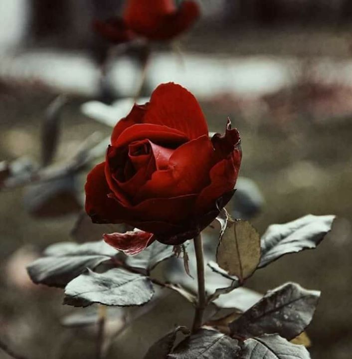 Nurşen