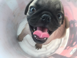 Jack