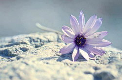 Sibel