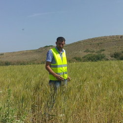 Murat