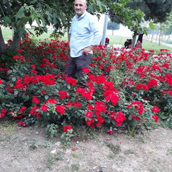Erol