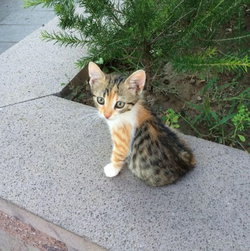 Mustafa