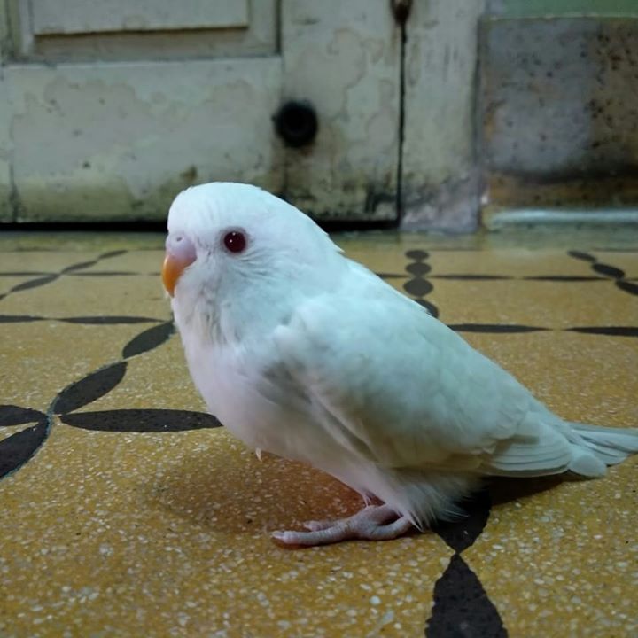 Ab