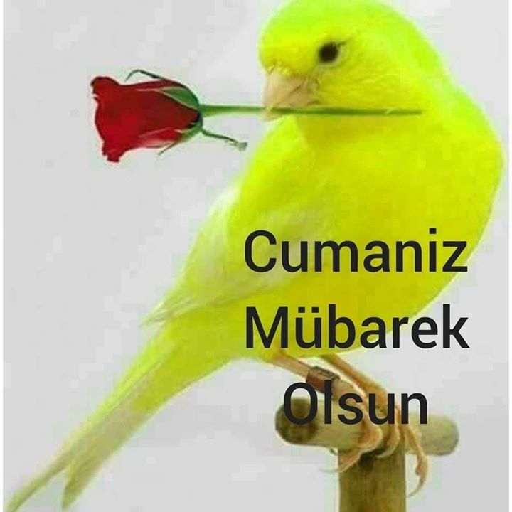 Yaman