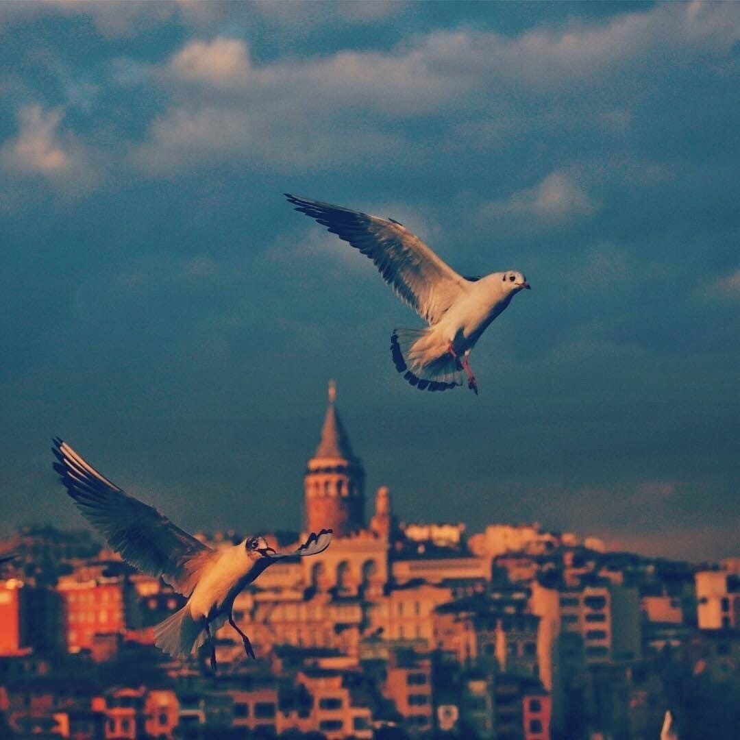 Xilas