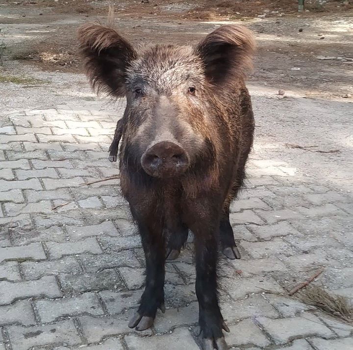 ツグシャヅ