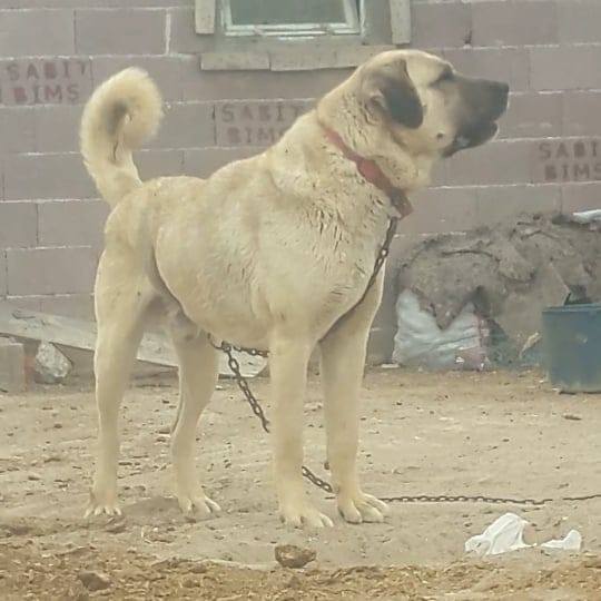 Ibrahim