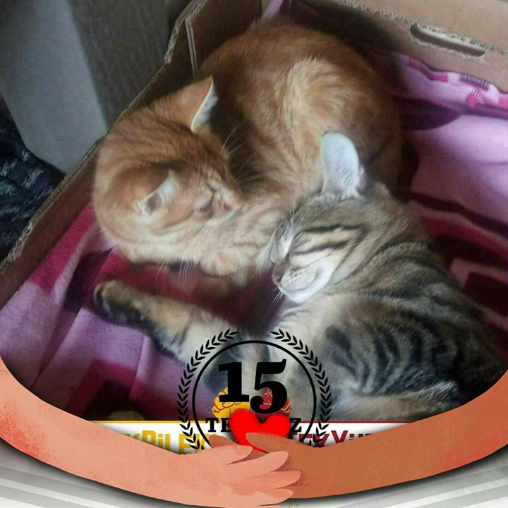 Gül