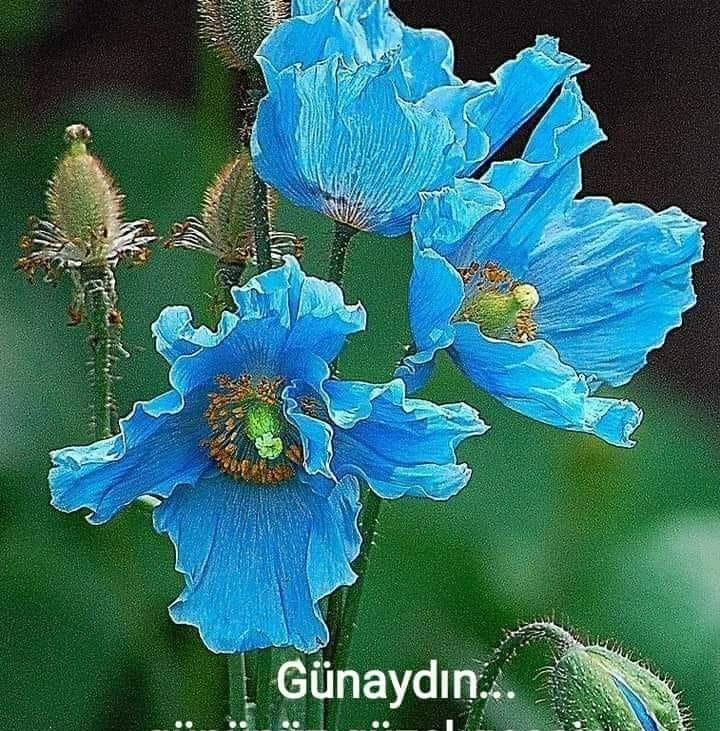 Guldana