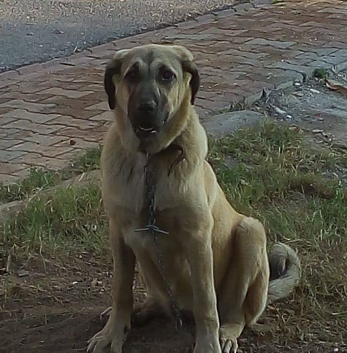 Bekir
