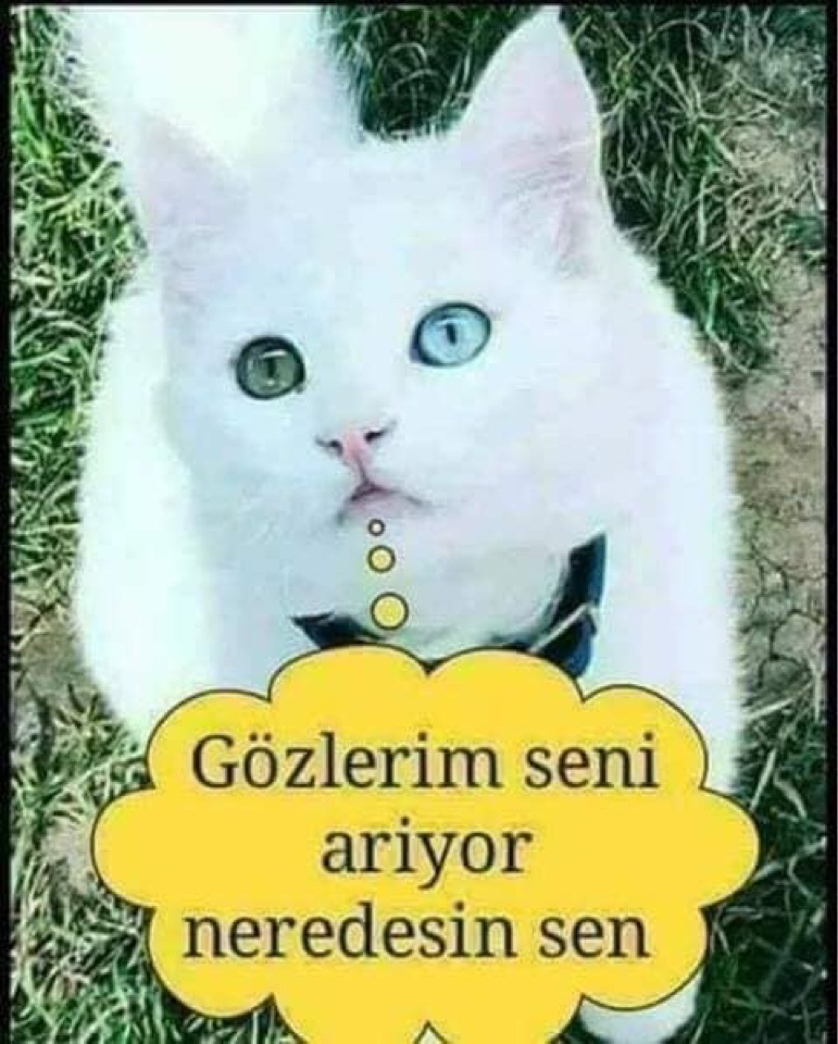 Kenan