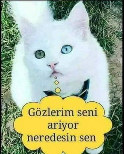 Kenan