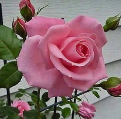 Rabia