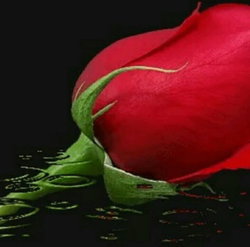 Nesrin