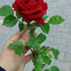 Adnan
