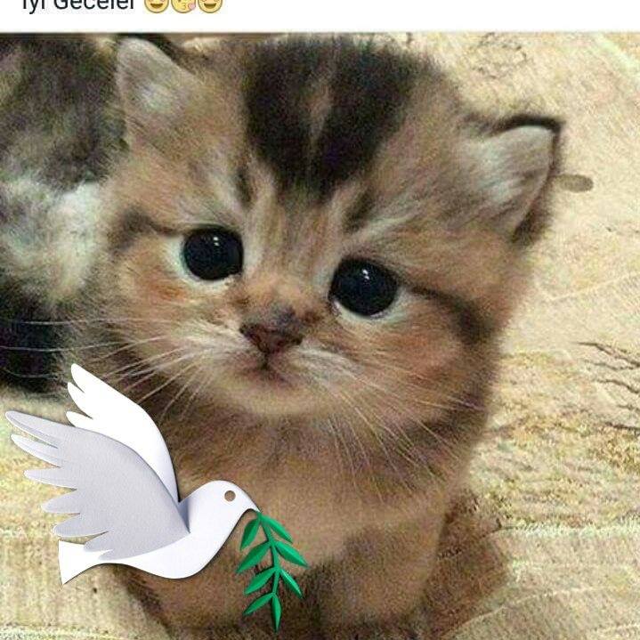 Belkis