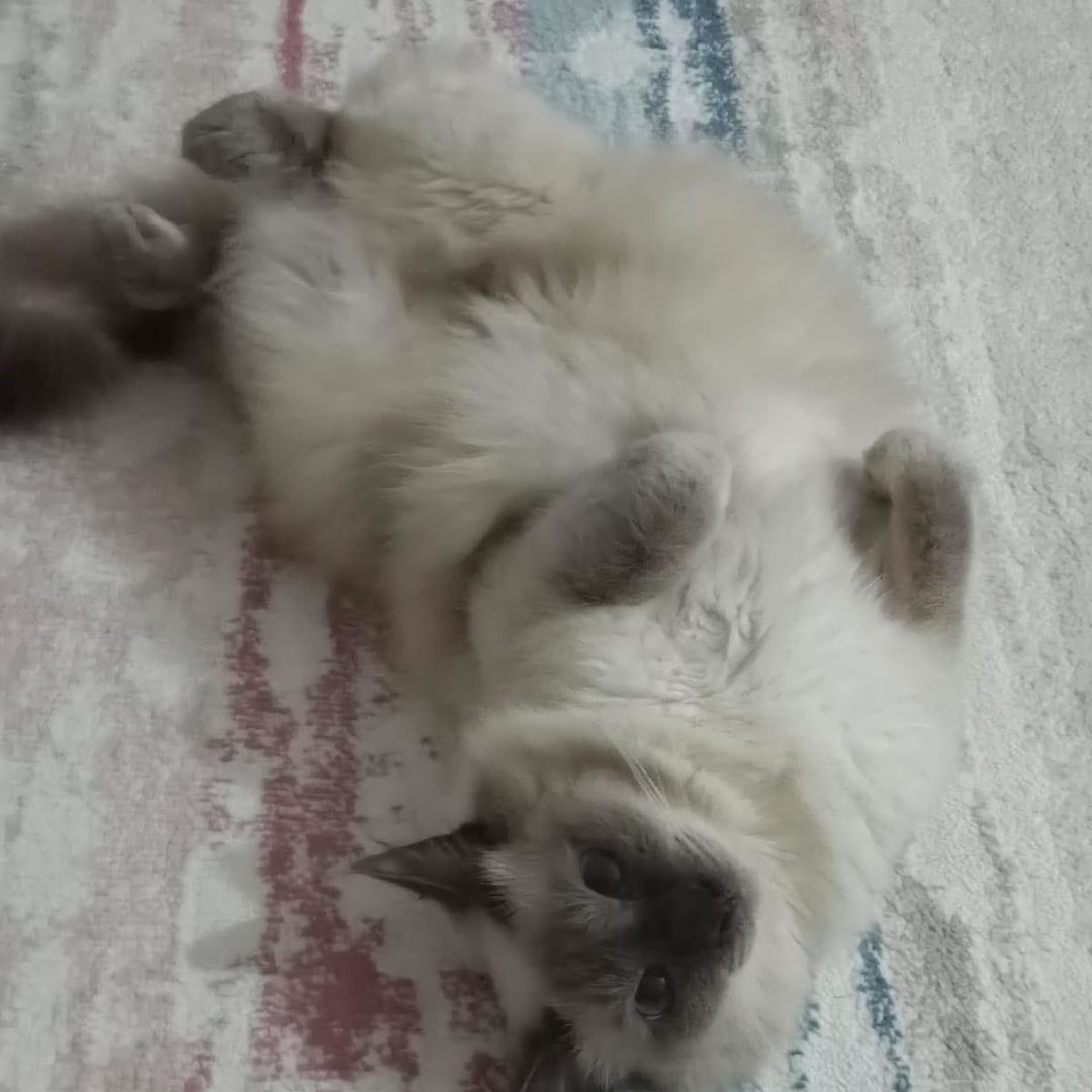 Aykut