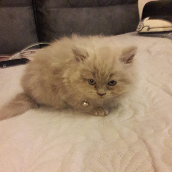 Melisa