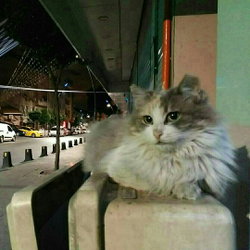 Enes