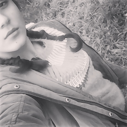 Melisa