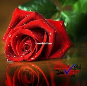 محمد