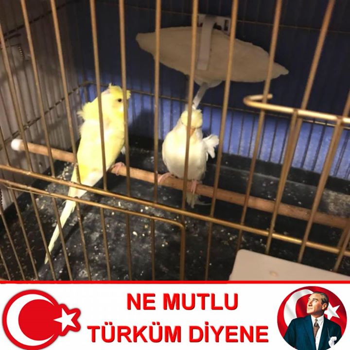 Huseyin