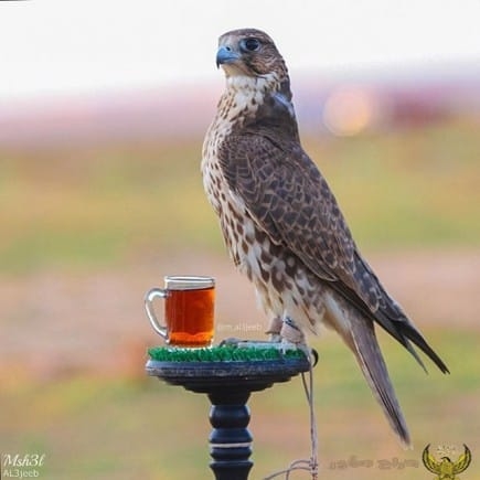 حورس