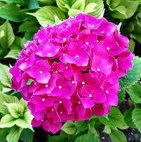 Aynur