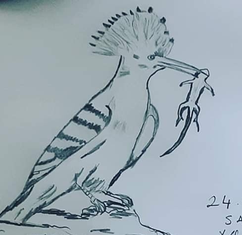 Ali