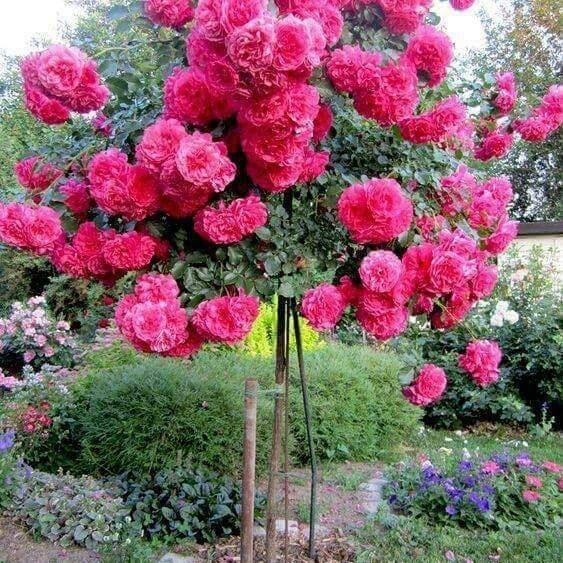 Sarwar